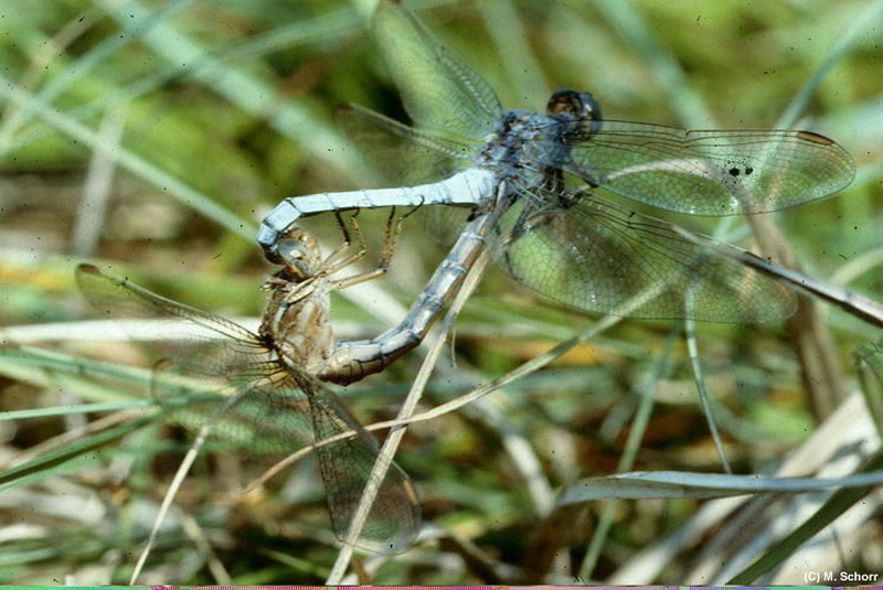 Kleiner Blaupfeil